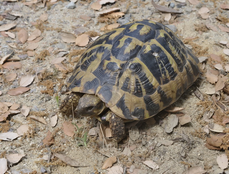 Testudo hermanni hermanni -Tartaruga corsa - A cuppulata